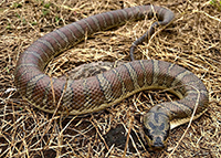 Photograph showing the study species, Homalopsis buccata.