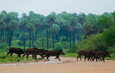 Sounder of wild boar at El Palmar National Park in north-eastern Argentina.