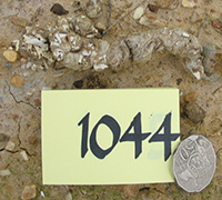 A photograph of a typical predator scat collected in Tasmania.