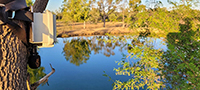 A photo of acoustic monitoring device installed on a tree in black-throated finch habitat with a lake in the background.