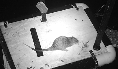 Photograph showing a rakali on a floating platform used for observing small mammals.