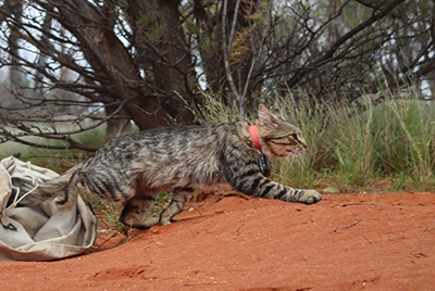 A photograph of a collared feral cat in Australia.