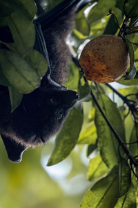 A photograph of a Christmas Island flying-fox, a critically endangered species.