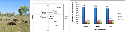 Principal coordinates analysis (PCoA) of Indian gaur samples using microsatellite data.