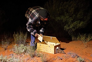 A photograph showing a Traditional Owner being involved in conservation translocation.
