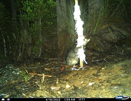 A photograph of a visual lure of a feather boa being attacked by a feral cat.