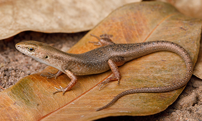 A photograph of a species of Australian skink.