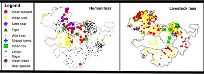 A graphical presentation of human and livestock losses in the study area in western India.