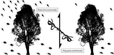 Image of prey-rich (left) and prey-poor (right) environment separated by an arrow indicating snakes’ vertical movement.