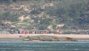 Photograph of a gharial basking on a sandy dune near river bank occupied by people.