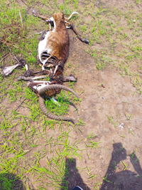 Antilope hunting residues in southwestern Ethiopia.