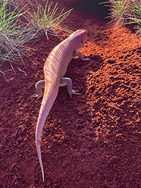 A photograph of great desert skink in its natural habitat in Australian desert.