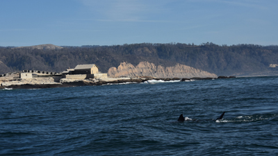 A white shark swims at the surface by Año Nuevo Island, California.