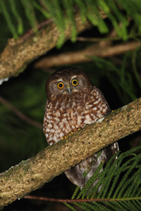 A Critically Endangered owl, the Norfolk Island morepork (Ninox novaeseelandiae undulata), perching on a branch.