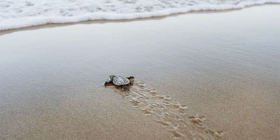 A photograph of marine turtle hatchling on a beach crawling towards the ocean.