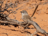 Photograph of North Flinders Ranges thick-billed grasswren on dry sandy ground next to dead branch and a chenopod shrub