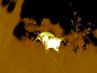 Image of an arboreal mammal captured by a thermal camera.