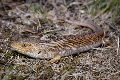 A photograph of the endemic and endangered pygmy bluetongue lizard (Tiliqua adelaidensis).