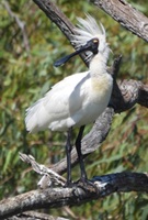 A photograph of an adult royal spoonbill, Platalea regia.