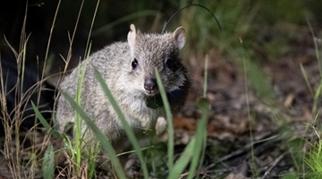 A picture of a northern bettong fitted with a GPS collar as part of this study.