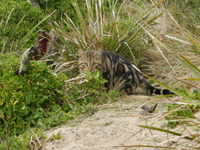 A photograph of a feral cat among native vegetation on lunawanna-alonnah/Bruny Island.