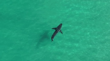 A photograph showing a shark swimming in nearshore water.