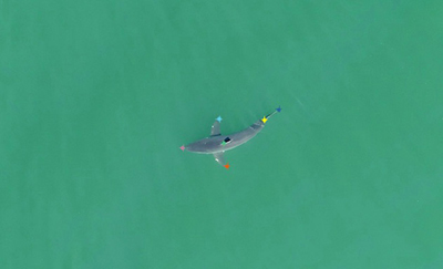A photograph of white shark, with body parts labelled by using computer vision model.