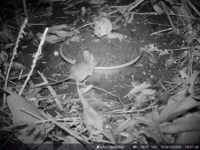 A photograph showing photos of small mammals captured by camera-trap.