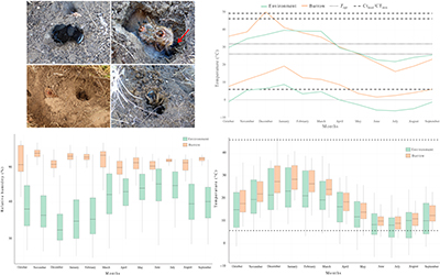 Photographs showing tarantula females in their burrows, and graphs of temperature and humidity data of the burrows.