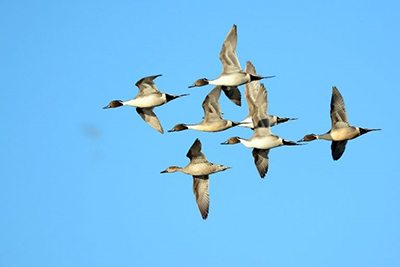 Photograph of a flock of flying waterfowl.