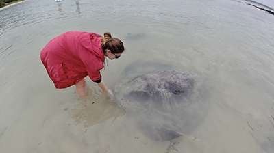 A photograph showing a stingray being fed.