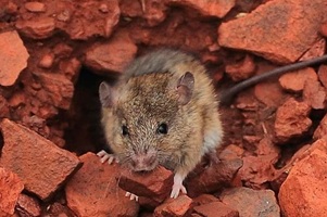 Western pebble mound mouse at the entrance of a subterranean burrow system holding a pebble in its mouth.