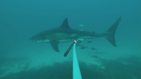 Photograph of a white shark in front of a baited camera.