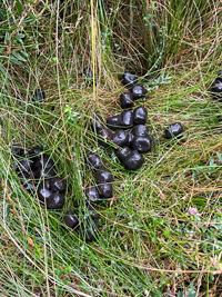 Example of genetically sampled deer scat in the field.