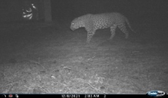 A photograph of a leopard at night.