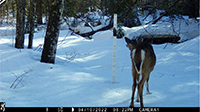 An image of a white-tailed deer in winter, which is a limiting season for these animals.