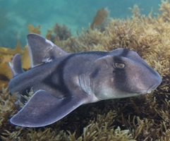 A photograph of Port Jackson shark resting close to seabed.