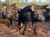 A photograph showing feral pigs, which cause damage to agriculture and biodiversity in Australia.