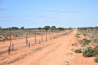 A photo showing a section of Dog Fence built to exclude dingoes from sheep grazing land in South Australia.