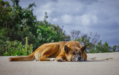 Photograph of a dingo resting on the beach.