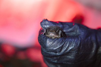 Gould’s wattled bat gently held in hand, showing its dark brown fur and distinctive facial wattles.