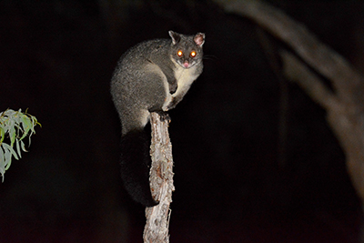 Photograph of a mountain brushtail possum in the Strathbogie Forest.