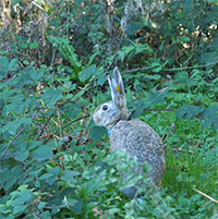 European hare in its native environment.