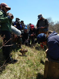 Press event for the release of a founder New England cottontail on Nomans Land Island in Chilmark, Massachusetts.