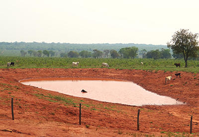 Wild lowland tapirs inhabit human-altered landscape.