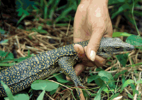 Csiro Publishing Australian Journal Of Zoology - 
