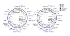 Graphical Abstract Image