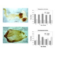 Graphical Abstract Image