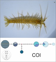 Graphical Abstract Image