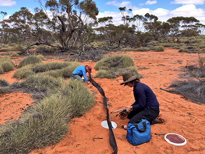 Checking pitfall traps for reptile, amphibian and mammal species.